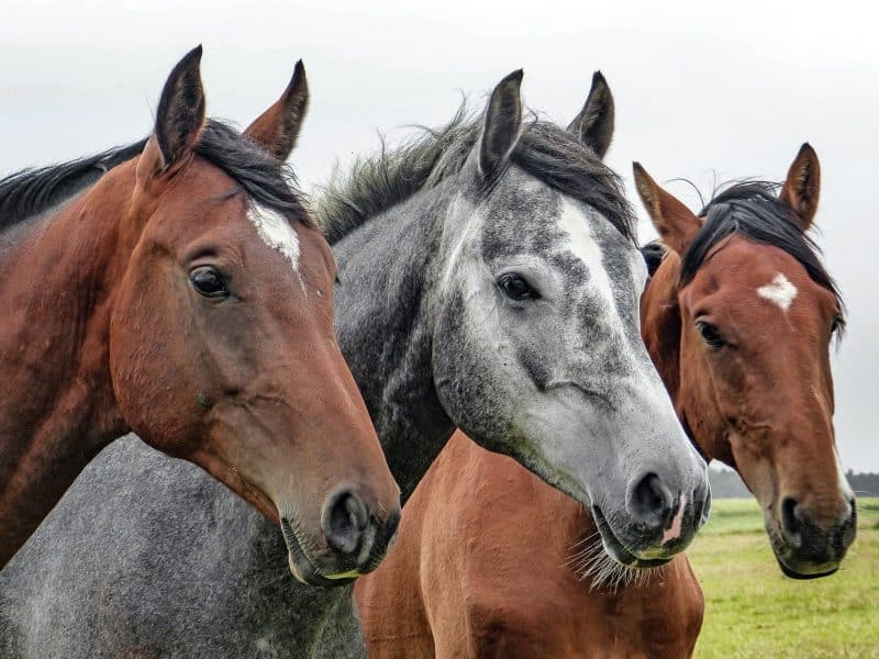 Närbild på två bruna hästar och en grå häst.